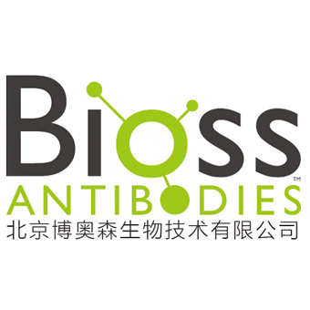 BSA溶液(0.1%,無菌)  BSA solution (0.1%, sterile)