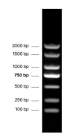 DNA分子量標(biāo)準(zhǔn) (100-2000 bp)  DNA Marker (100-2000 bp)